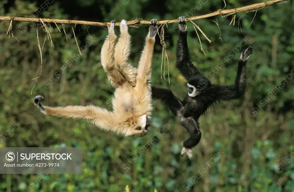 White-Handed Gibbon Hylobates Lar, Adults Hanging From Liana