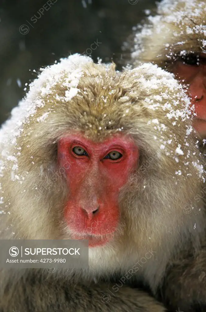 Japanese Macaque Macaca Fuscata, Portrait Of Adult Covered In Snow, Hokkaido Island In Japan