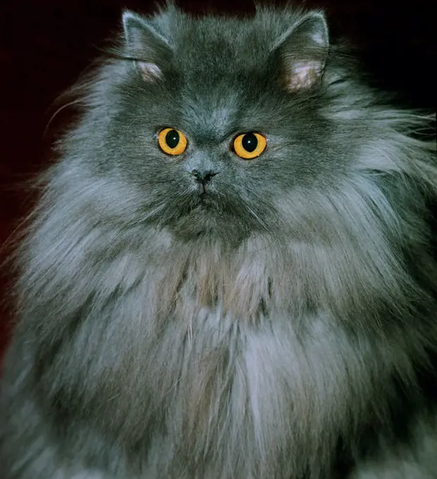 Blue Persian Domestic Cat, Portrait of Adult