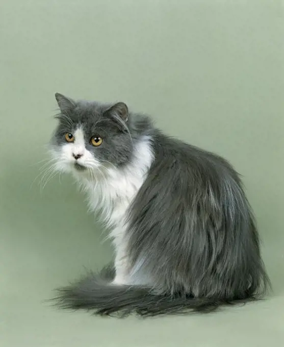 Blue and White Persian Domestic Cat