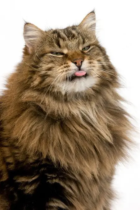 Angora Domestic Cat, Portrait of Male with tongue out against White Background