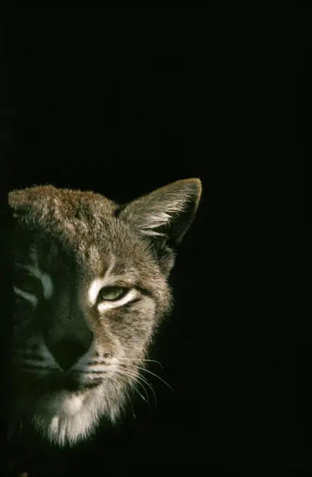 European Lynx, Felis Lynx, Portrait Of Adult Against Black Background