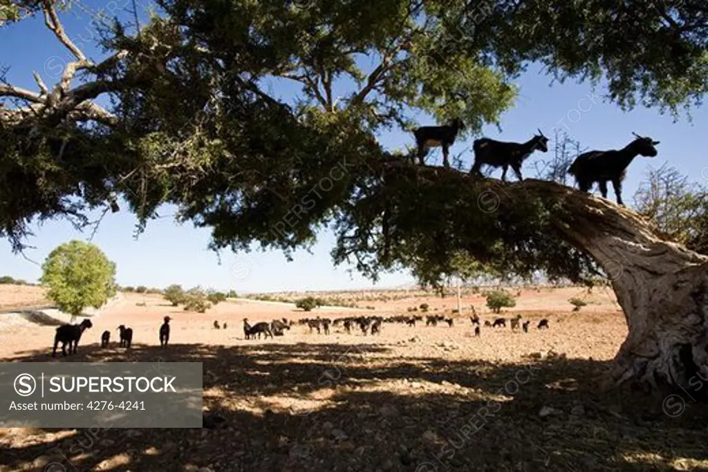 Morocco, Essaouira, goats standing in Argan trees (Argania spinosa)