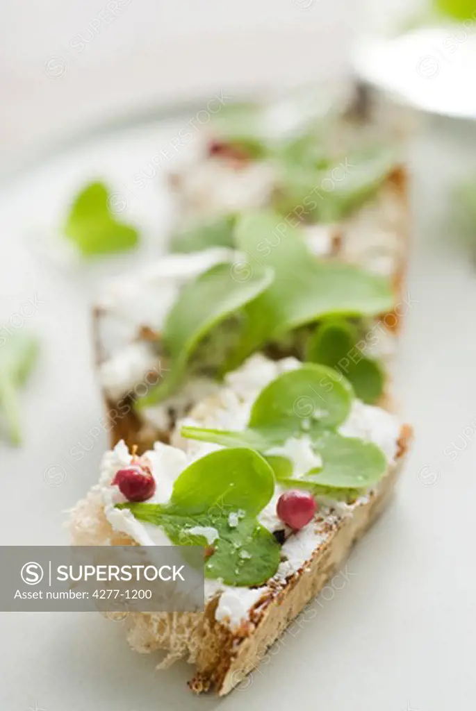 Toast with goat cheese and radish sprouts