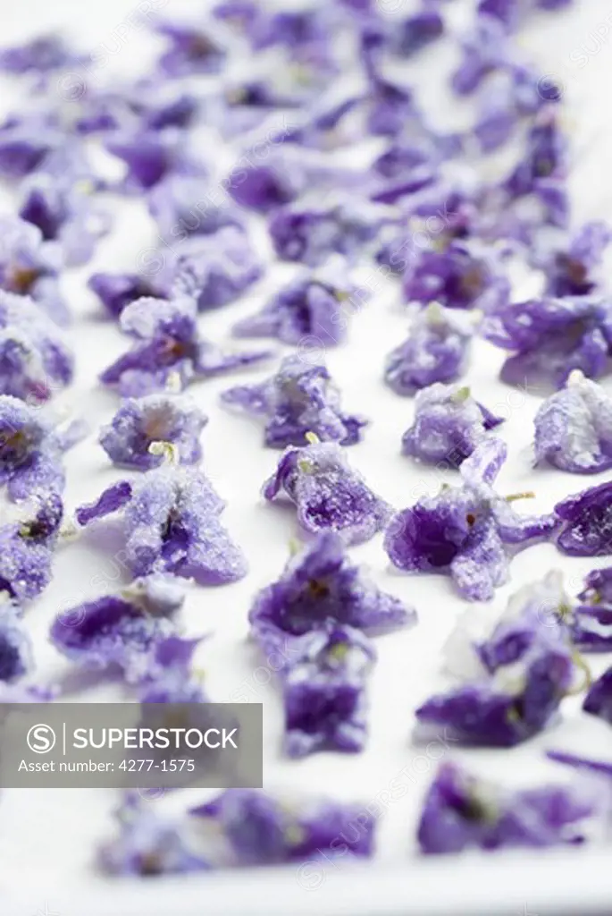 Crystallized violets drying on wax paper
