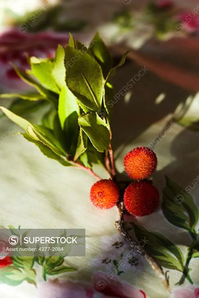 Arbutus berries
