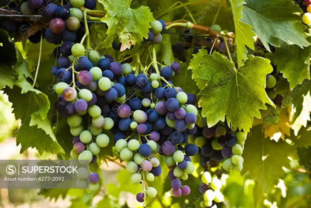Grapes growing on vine
