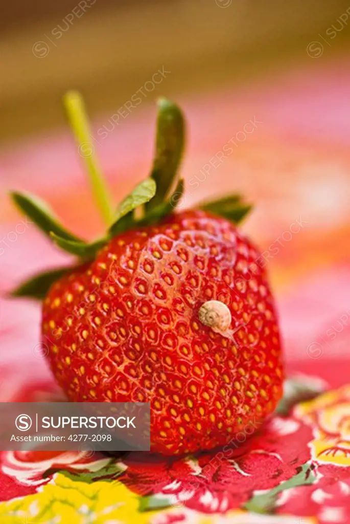 Snail crawling on strawberry