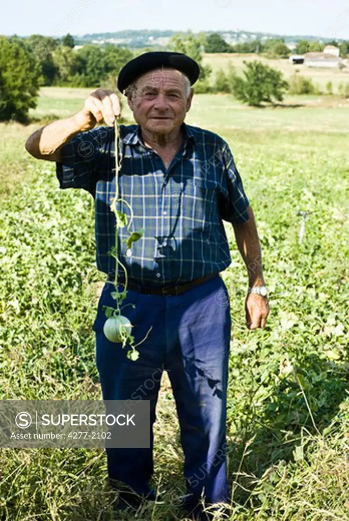 Farmer holding up small, unripe melon still on vine