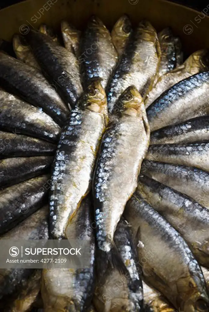 Raw fresh sardines