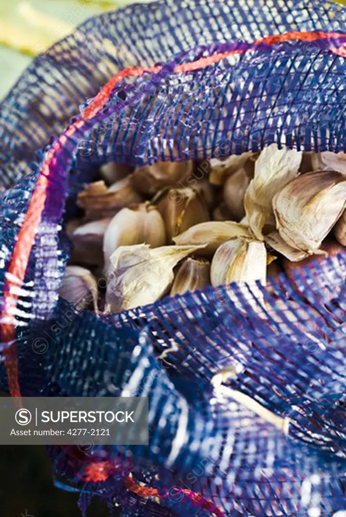Fresh garlic in mesh bag