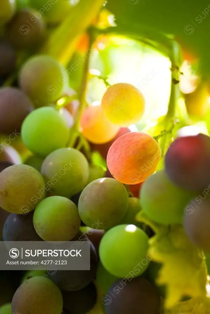 Grapes, backlit