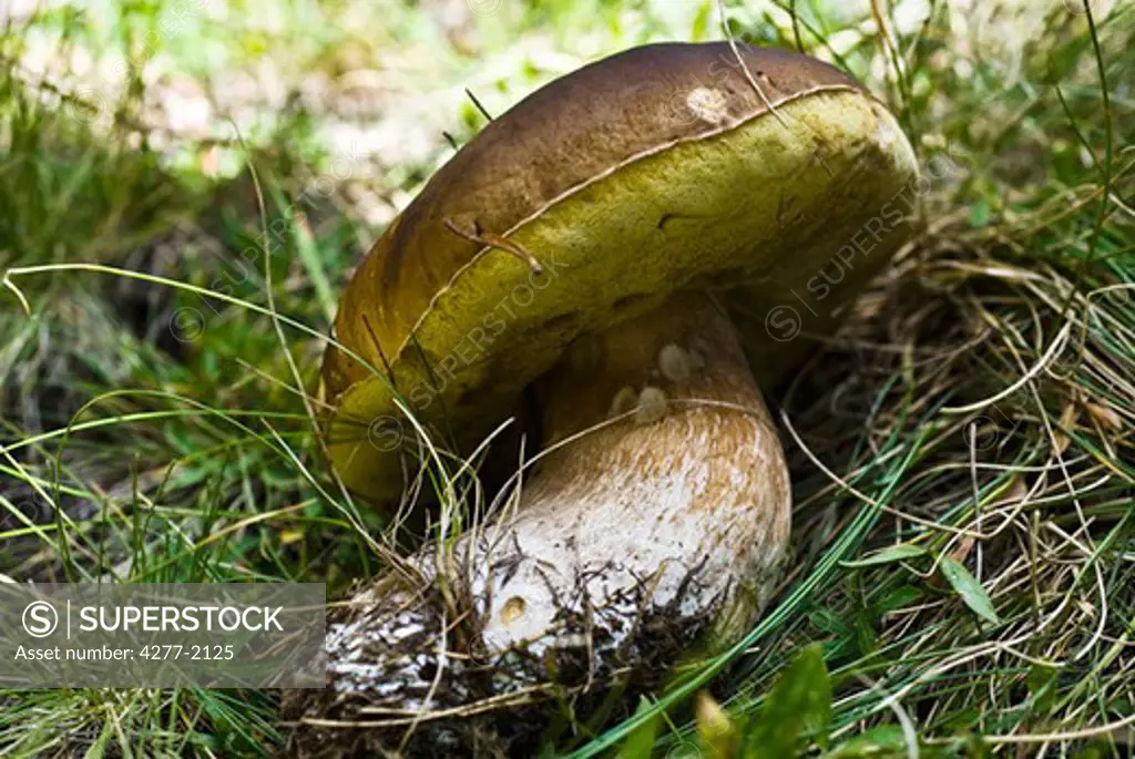 Boletus mushroom growing