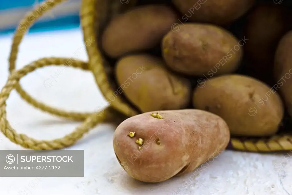Raw potatoes spilling out of bag