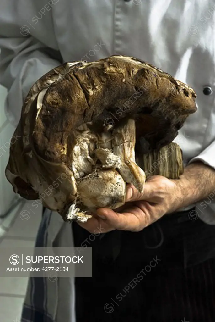 Man holding large mushroom