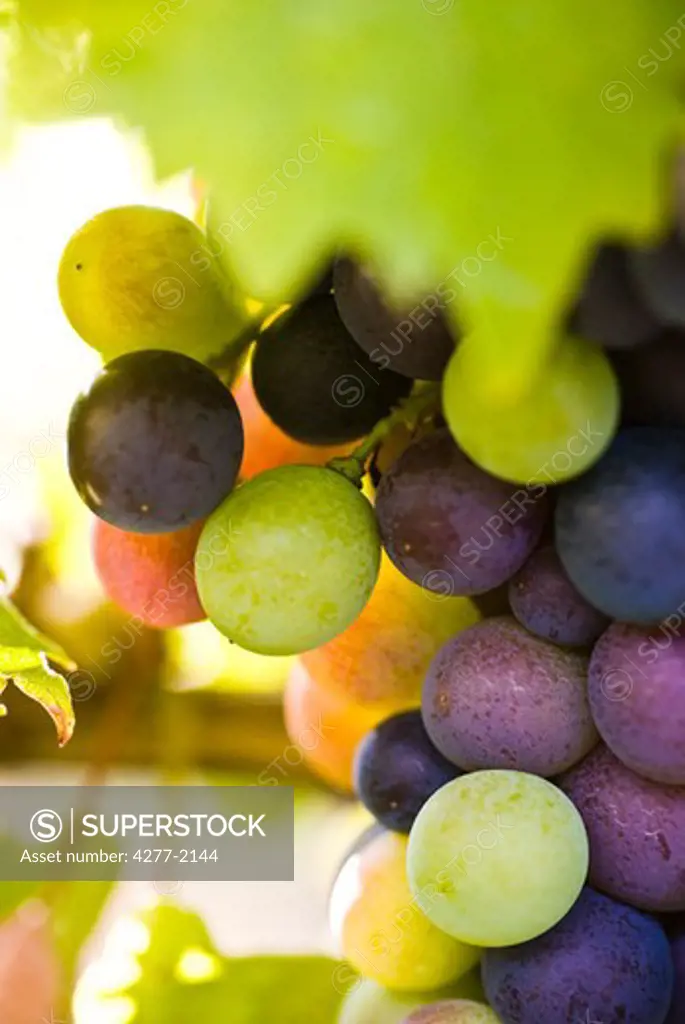 Grapes growing on vine, close-up