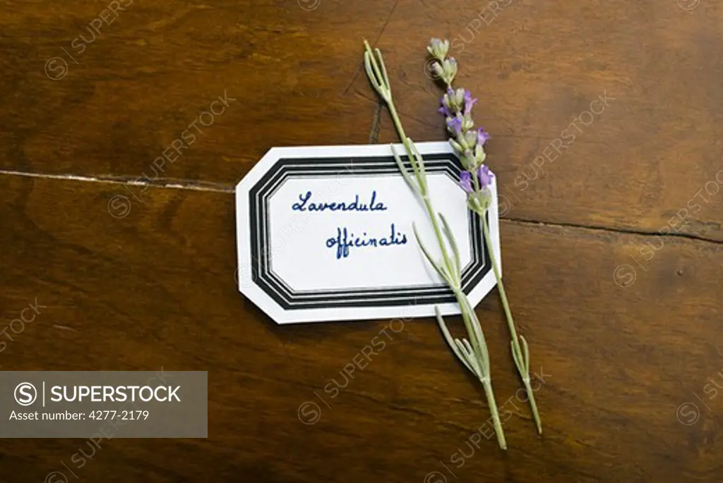 English lavender sprigs