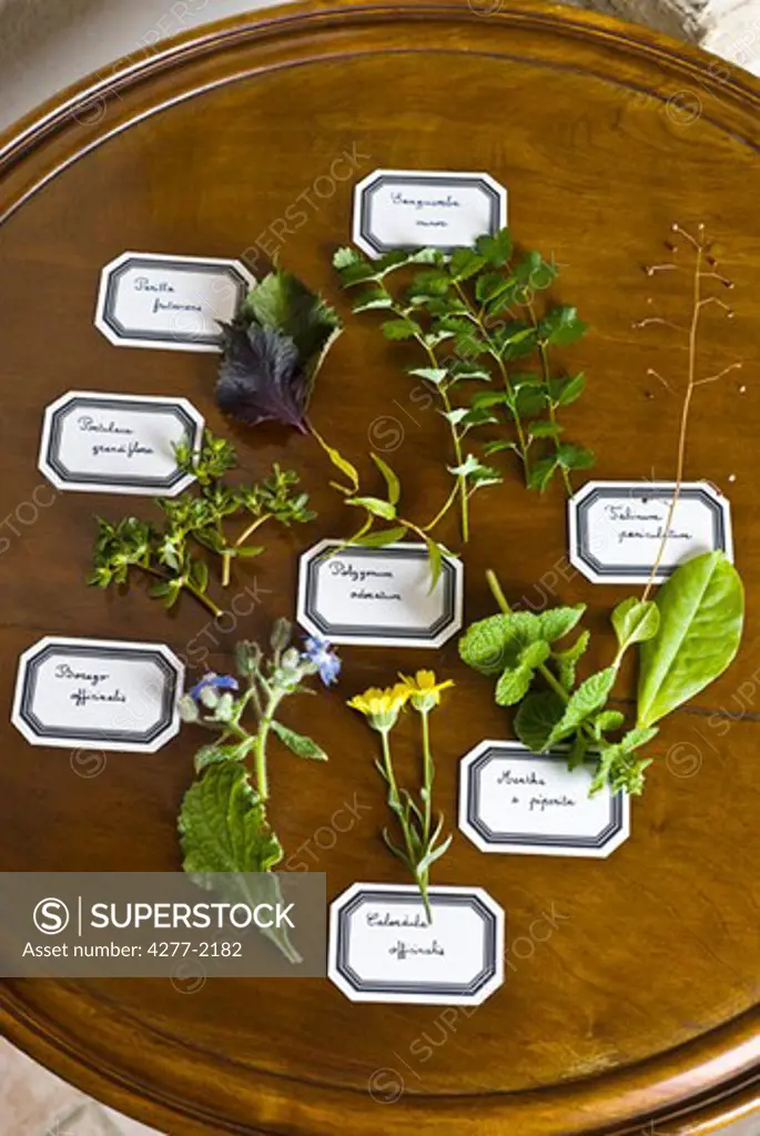 Fresh herbal specimens with hand-written labels