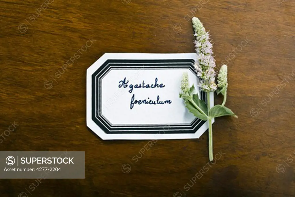 Anise hyssop (Agastache foeniculum)