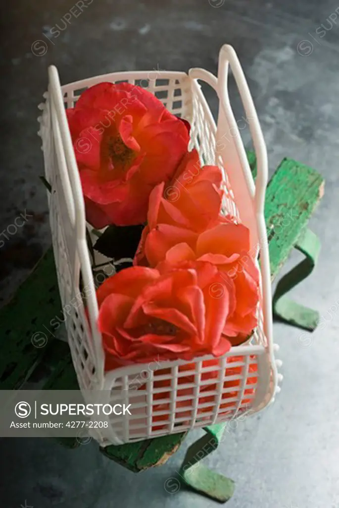Wild roses in plastic basket