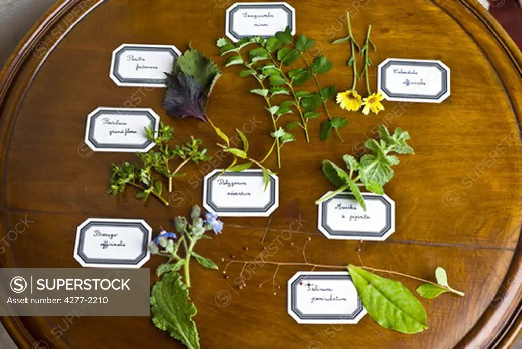 Fresh herb specimens with hand-written labels