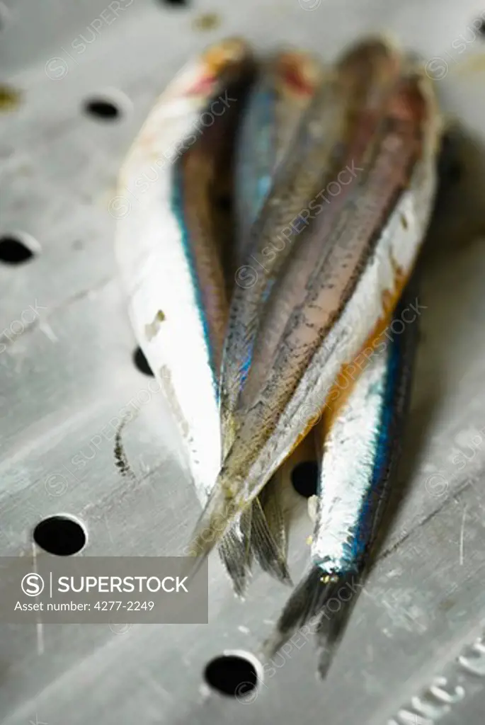 Fresh raw anchovies