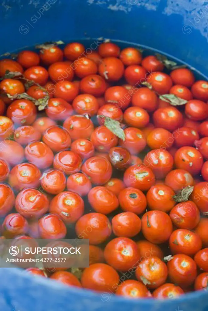 Tomatoes soaking in water