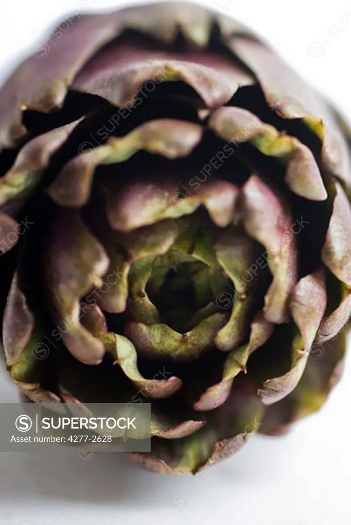 Purple artichoke