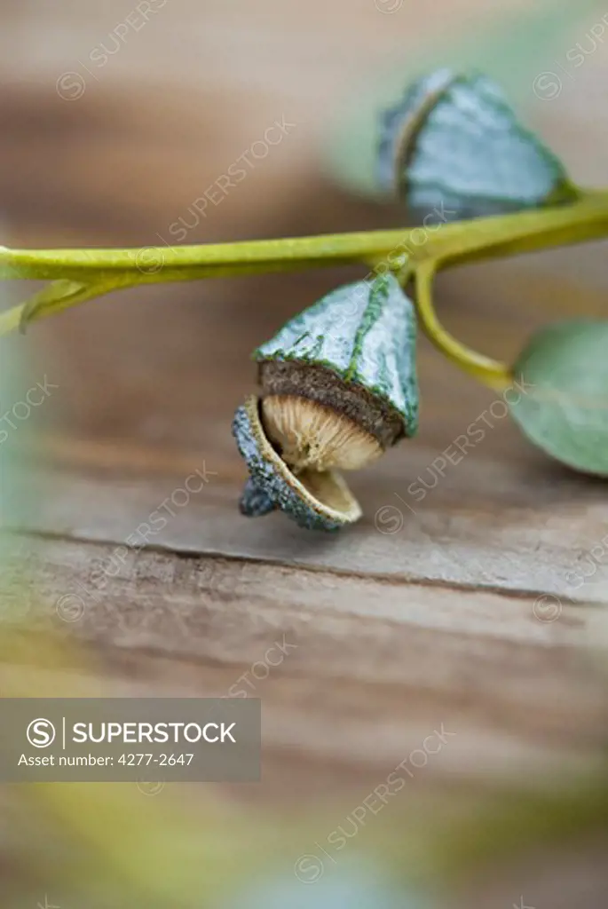 Flower bud of eucalyptus plant