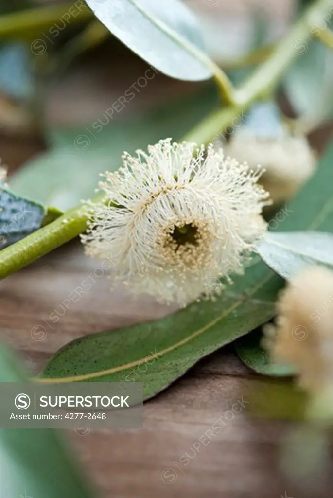 Eucalyptus flower