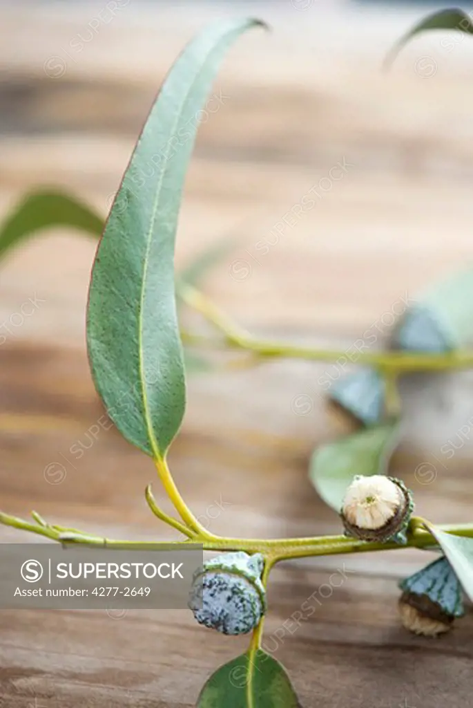 Flower buds on branch of eucalyptus plant