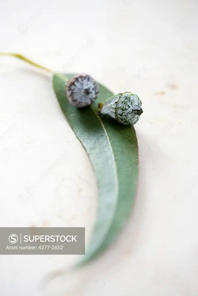 Flower buds with leaf of eucalyptus plant