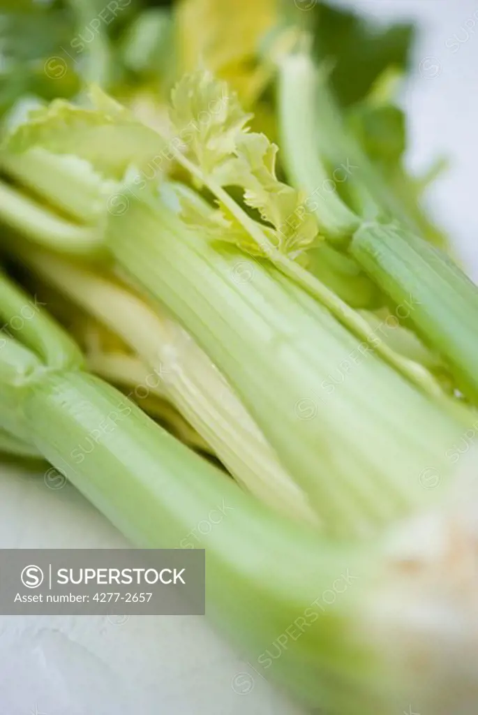 Celery, close-up
