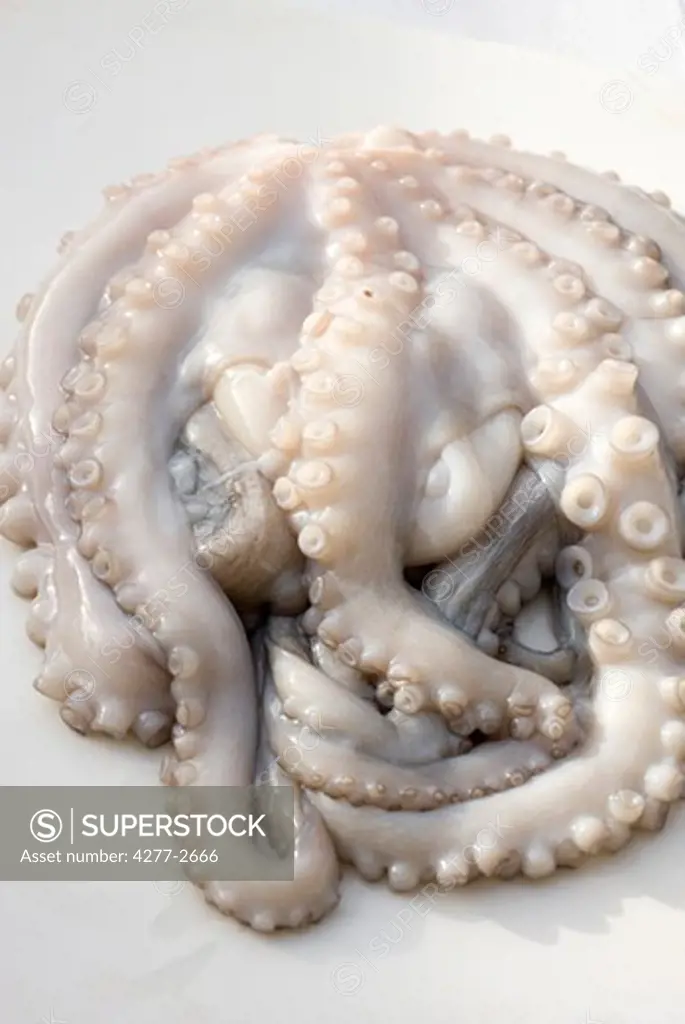 Fresh raw octopus, close-up