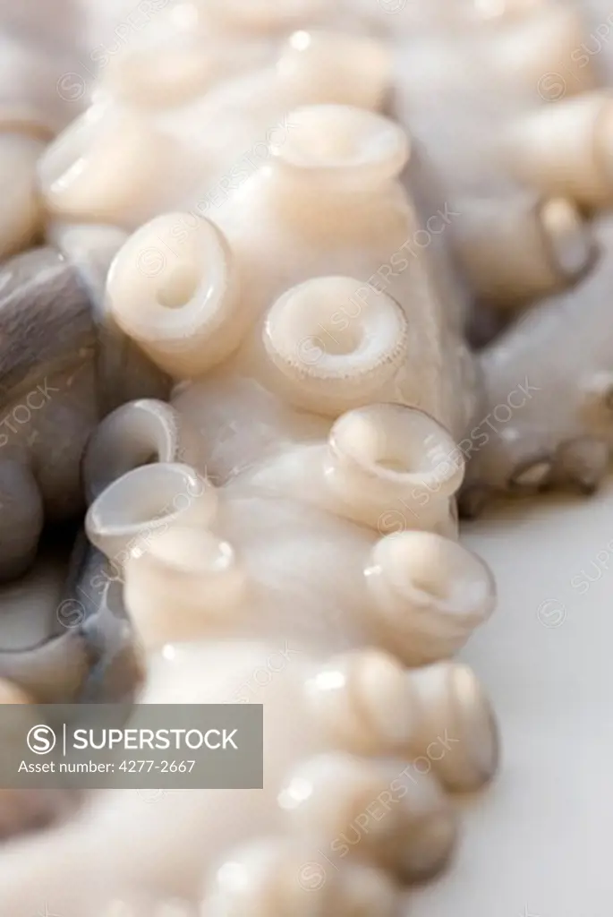 Octopus tentacle, close-up