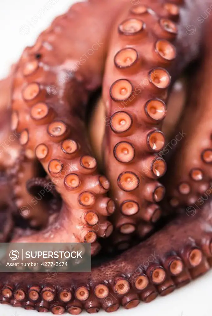 Tentacles of fresh octopus, close-up