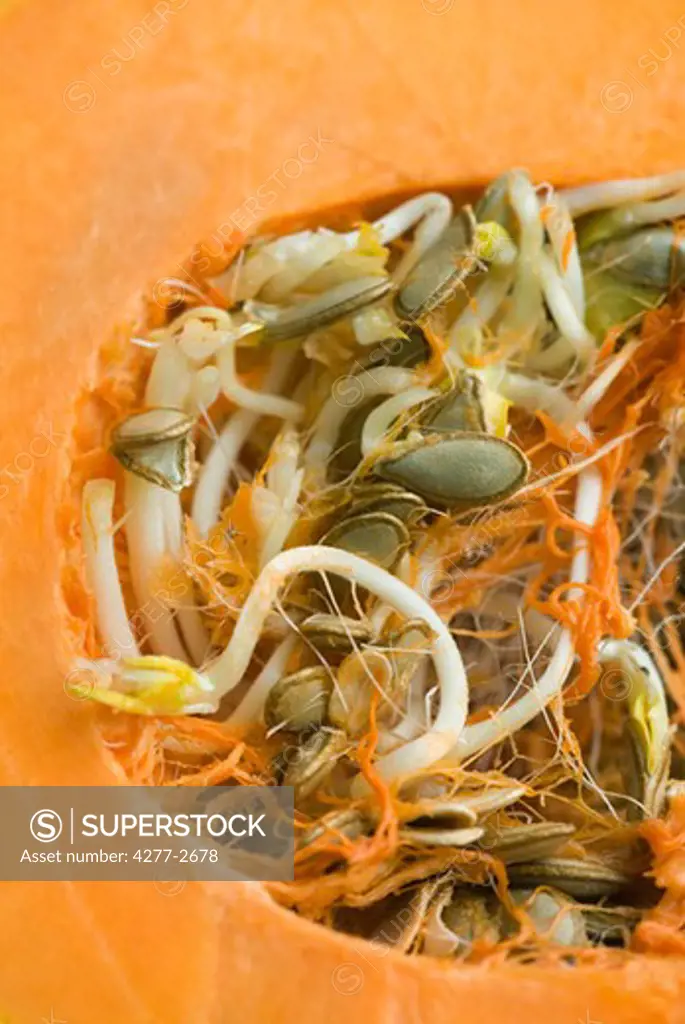 Sprouting pumpkin seeds and fibrous strands within cut pumpkin, close-up