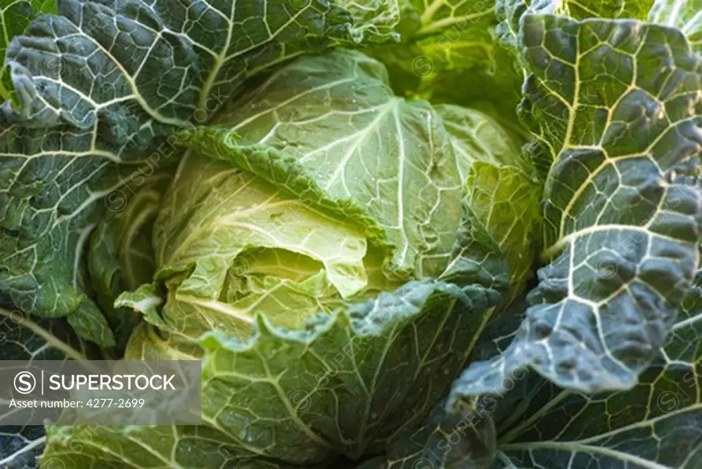Fresh cabbage, close-up