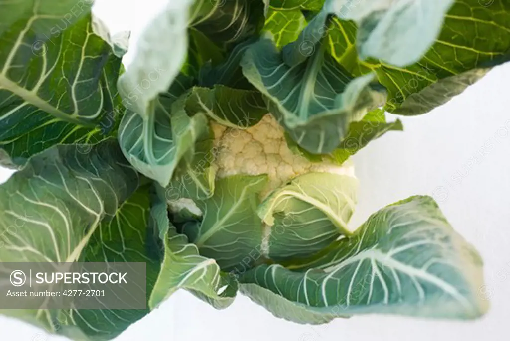 Fresh cauliflower obscured by leaves