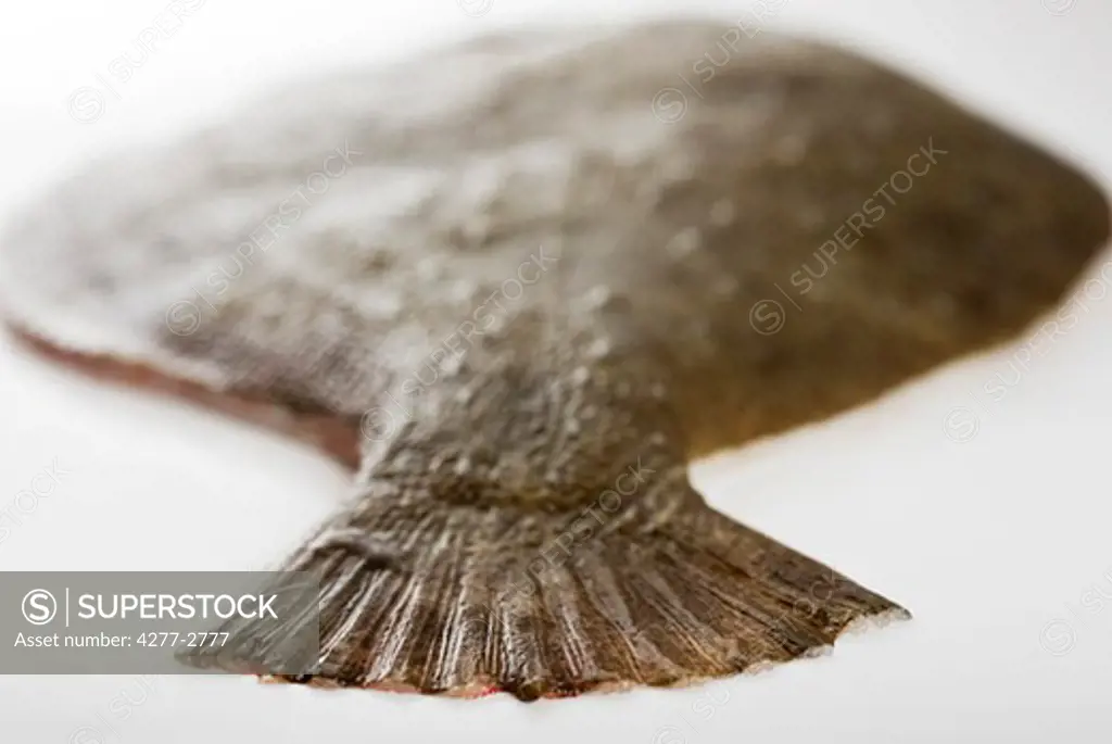 Fresh raw flounder