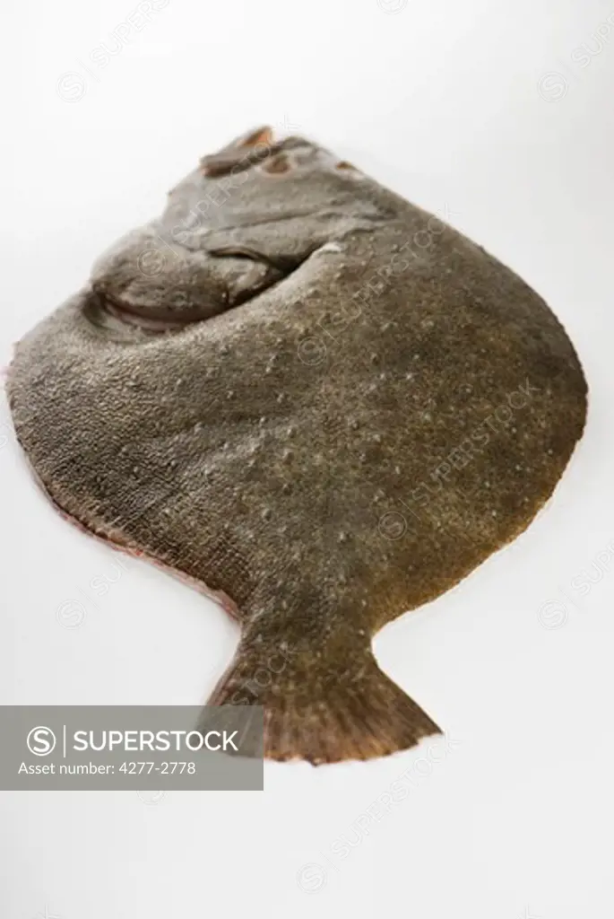 Fresh raw flounder