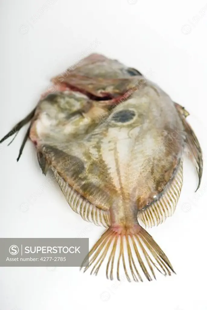 Fresh raw John Dory fish (zeus faber)