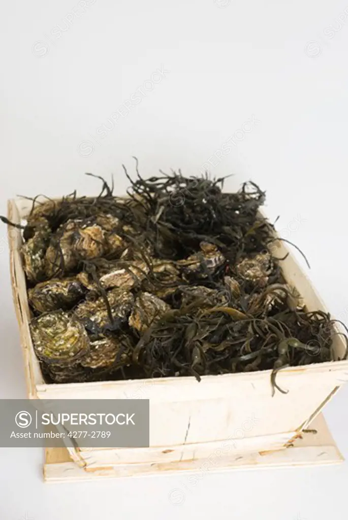 Fresh oysters and seaweed in crate