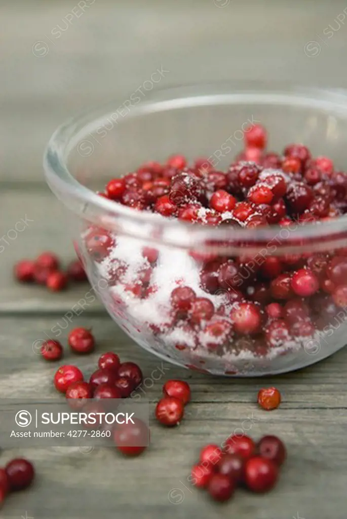 Lingonberries with sugar