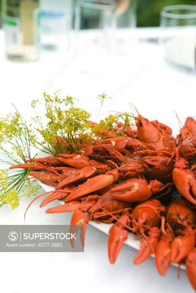 Boiled crawfish garnished with fresh dill