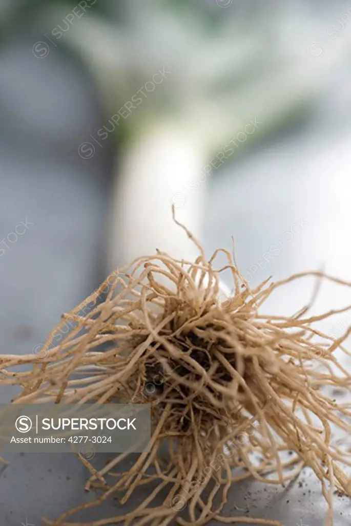 Roots of fresh leek, close-up