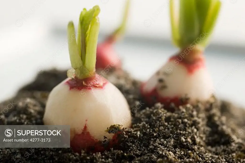 The radish in all of its land