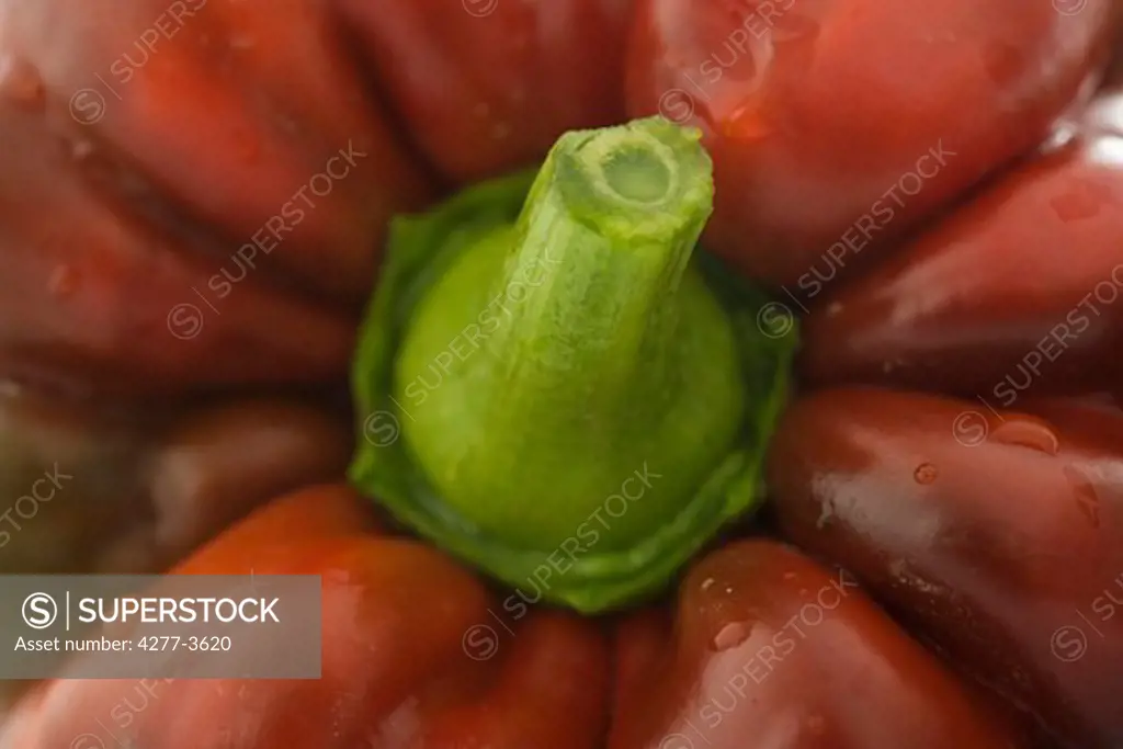 Red pepper close up