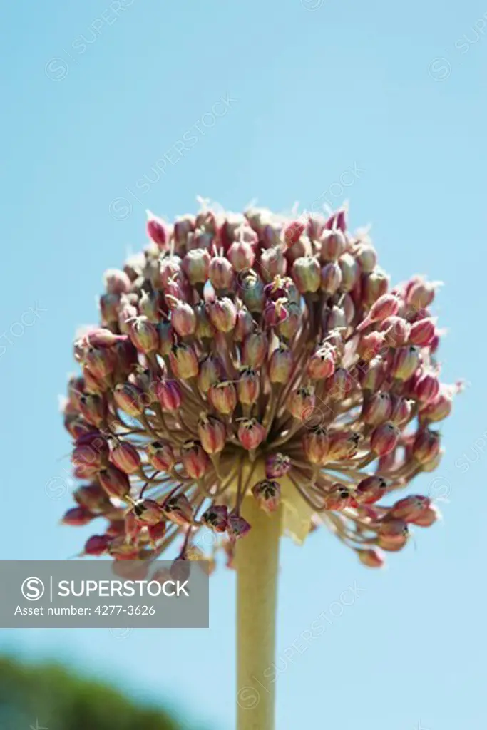 Wild garlic flower