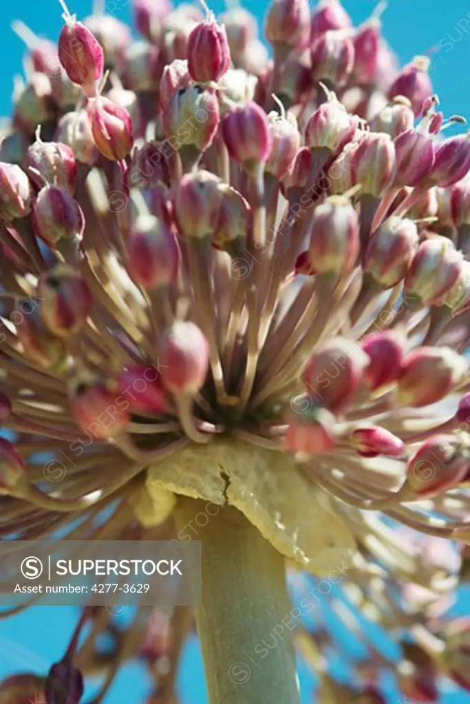 Head of garlic flower, close-up